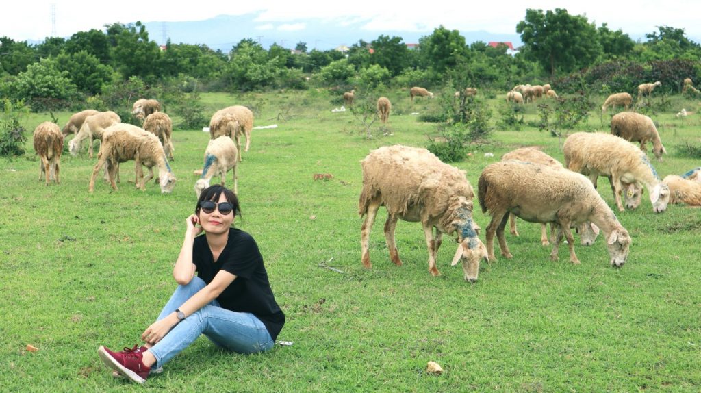 Cánh đồng cừu Ninh Thuận