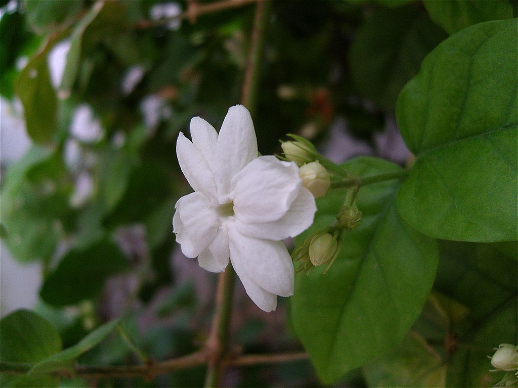Jasminum sambac 