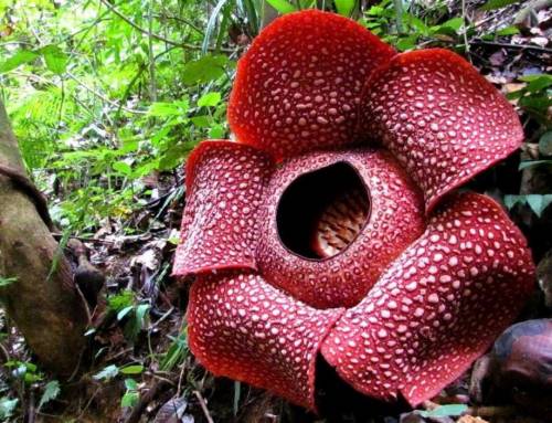 Hoa xác thối – Loài hoa lớn nhất thế giới.