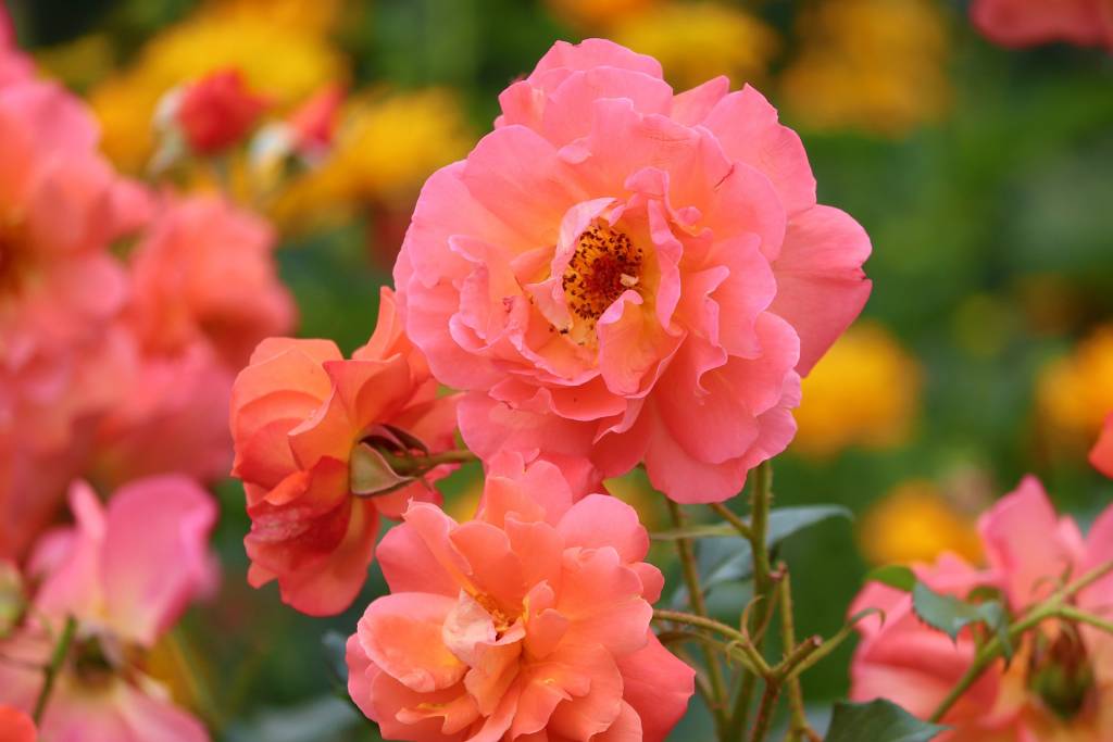 Damask Rose là hoa hồng đặc hữu ờ Chiang Mai.
