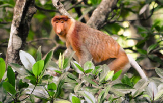 Khỉ Proboscis